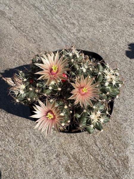 Escobaria missouriensis